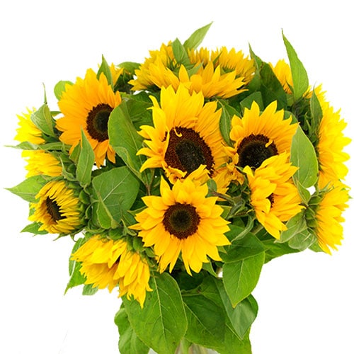 Lange zonnebloemen