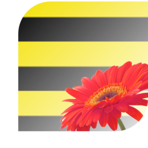 Bloemen Bezorgen Schiedam