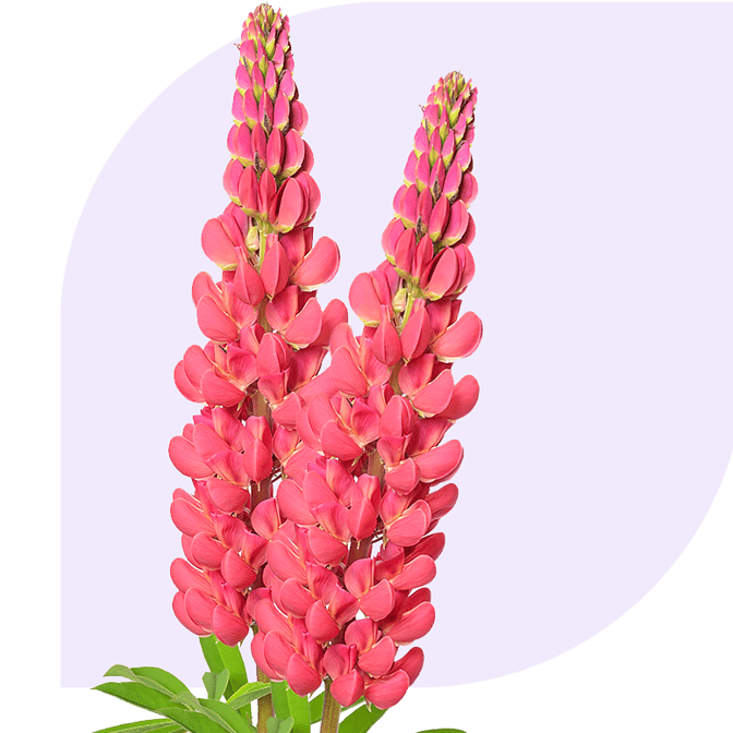 Bloemen Bezorgen Hoek van Holland