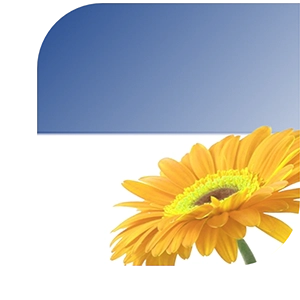 Bloemen bezorgen Assen