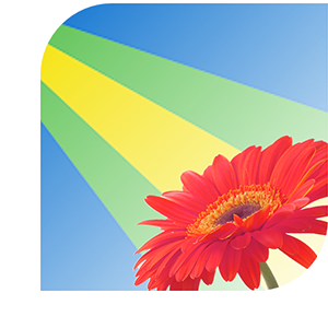 Bloemen bezorgen Zeewolde