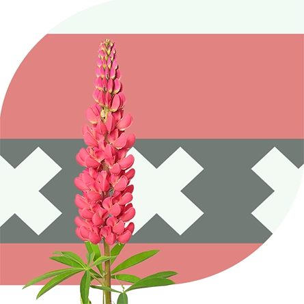 Bloemen bezorgen Amsterdam