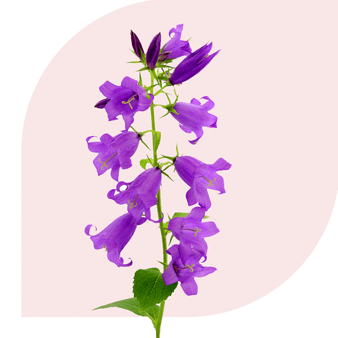 Bloemen bezorgen Zonnemaire