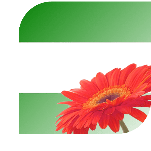 Bloemen bezorgen Rotterdam