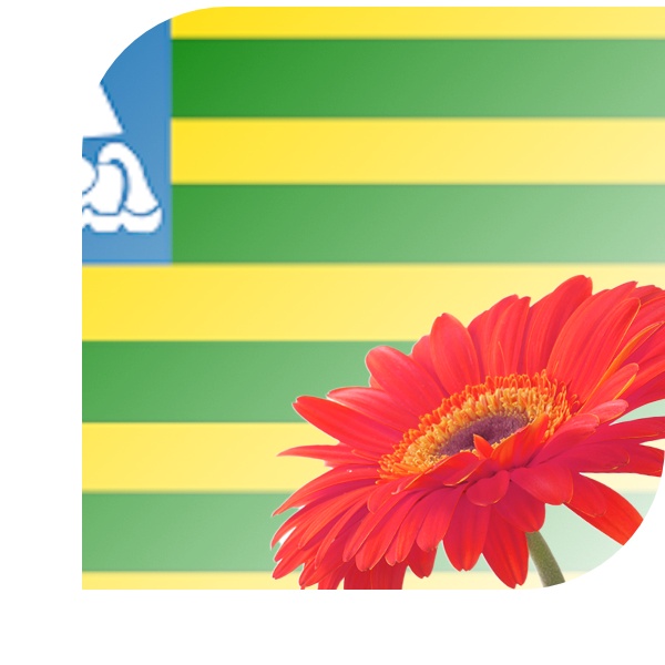 Bloemen Bezorgen Middelharnis
