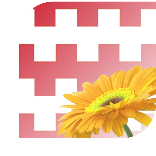 Bloemen bezorgen Dongen