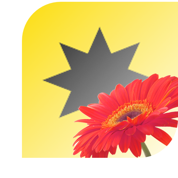 gerbera sun