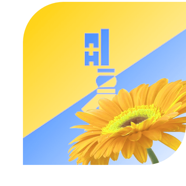 Bloemen Bezorgen Rijen