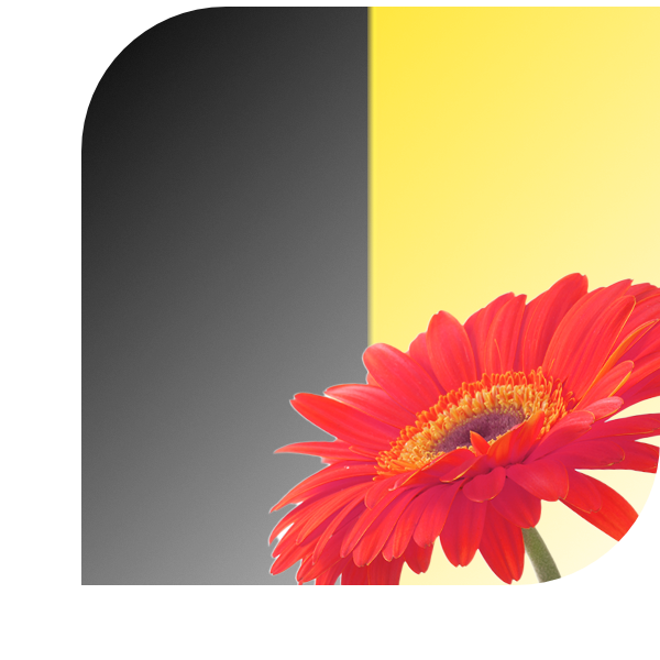 Bloemen bezorgen Sneek
