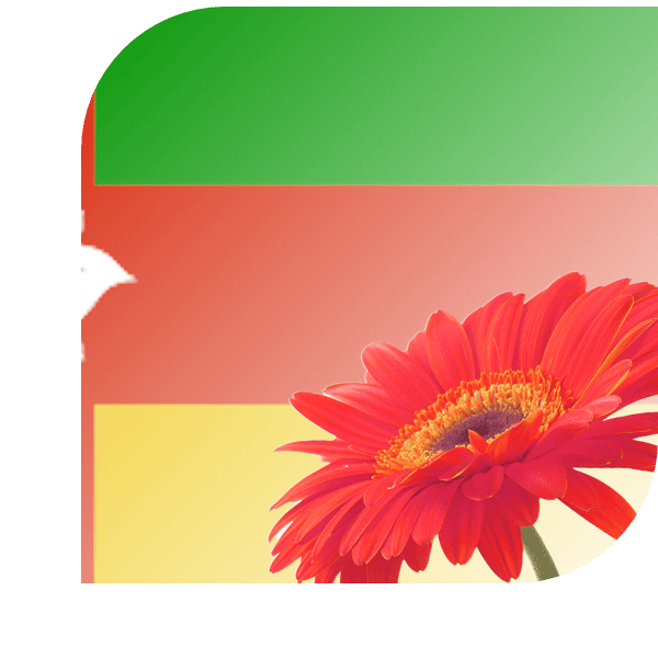 Bloemen bezorgen Tynaarlo