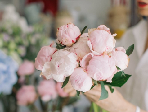 blog pioenrozen 2023 De Pioenroos