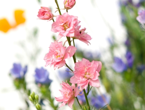 Snijbloemen Trends van het Zomerseizoen