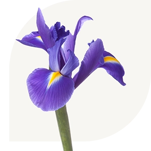 Bloemen bezorgen Wezep