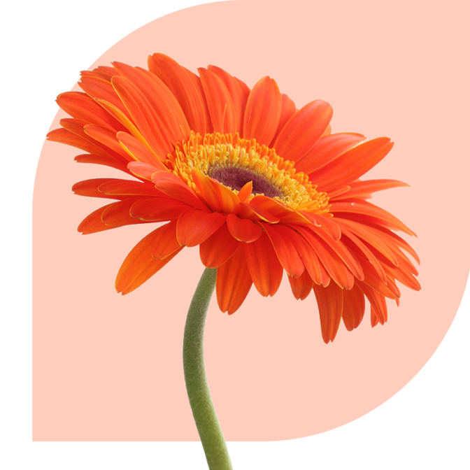 Bloemen bezorgen Vroomshoop