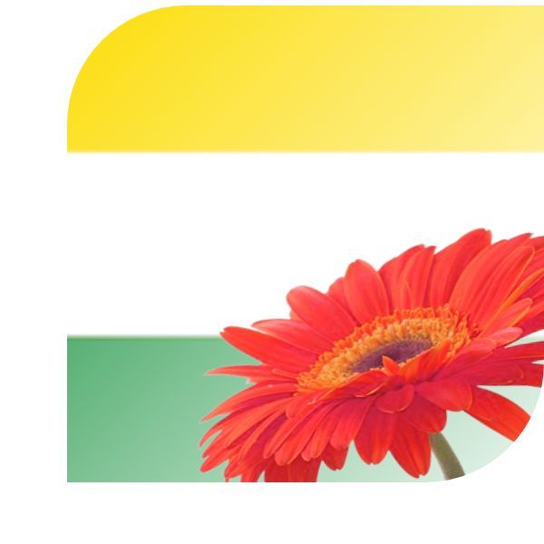 Bloemen bezorgen Wijhe