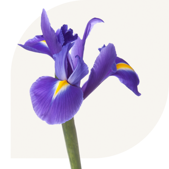 Bloemen bezorgen Wezep