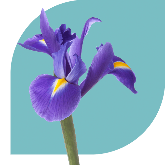 Bloemen bezorgen Velserbroek