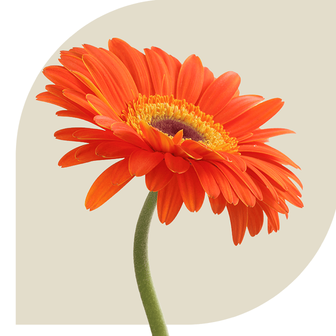 Bloemen bezorgen 't harde