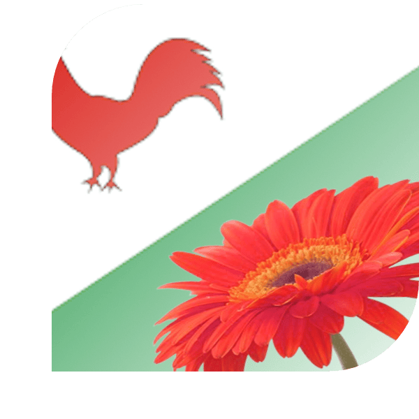 Bloemen bezorgen Heinkenszand