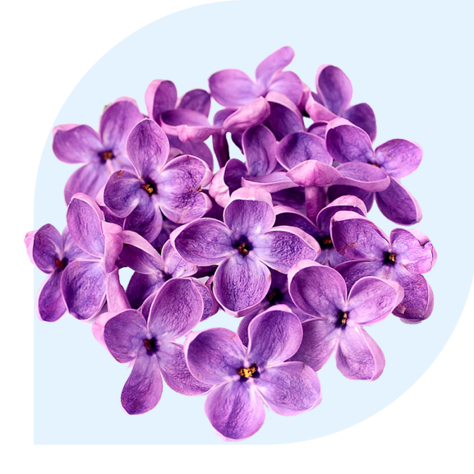 a group of purple flowers