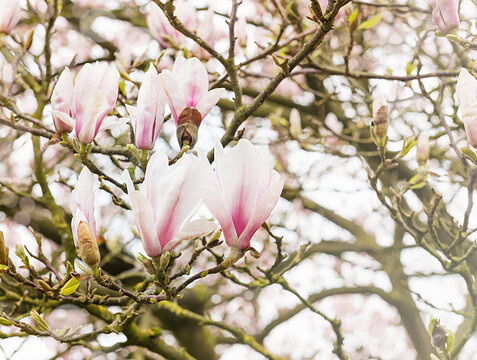Bloesemtakken in huis